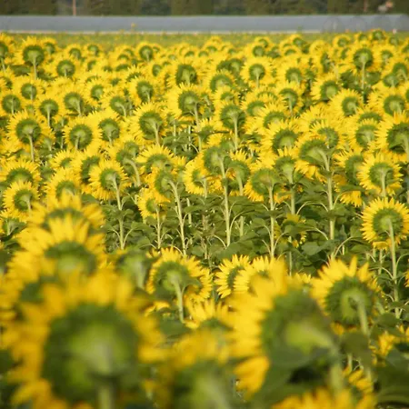 Casolare Casa Ricci Frühstückspension Riotorto